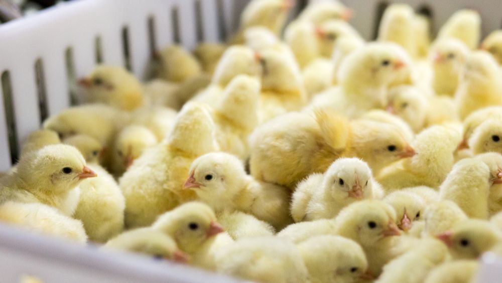 België herwint vrije status voor hoogpathogene aviaire influenza
