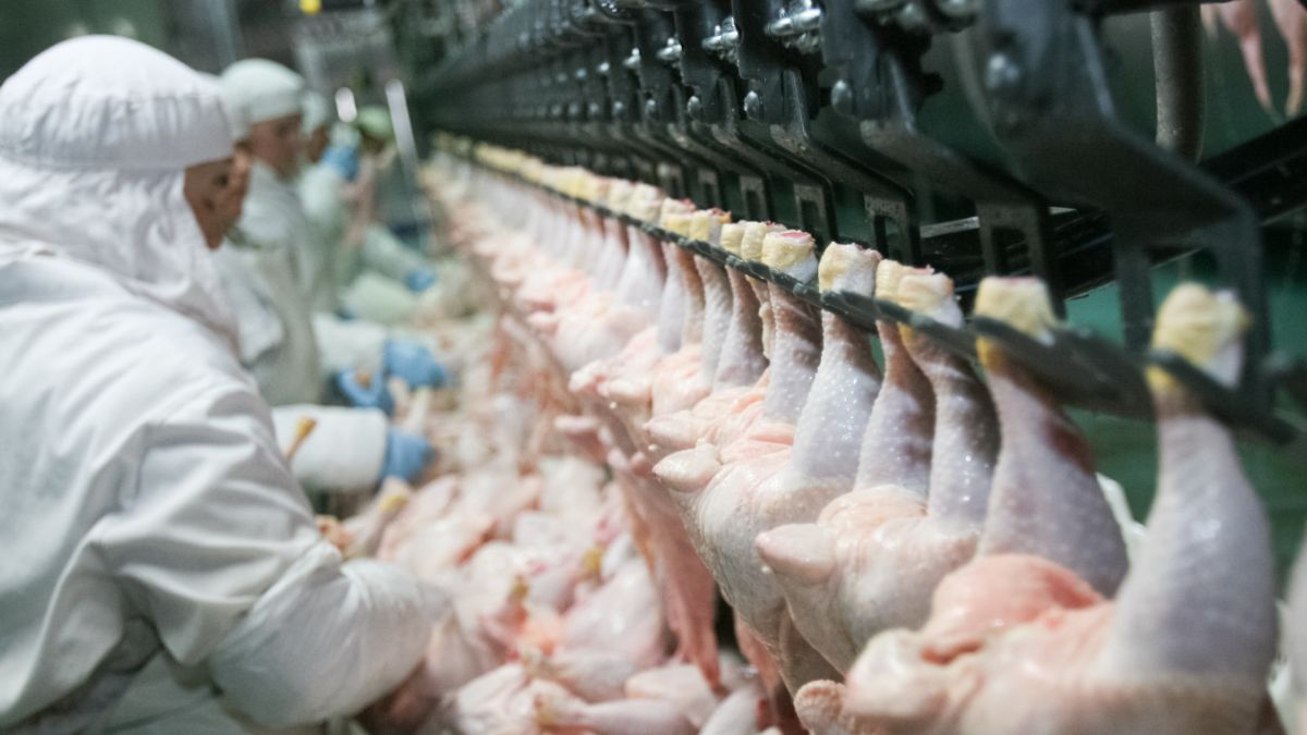 Europese Commissie offert Europese pluimveevleessector op in Mercosurdeal