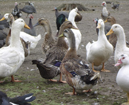 Laagpathogene vogelgriep duikt op in Nederland