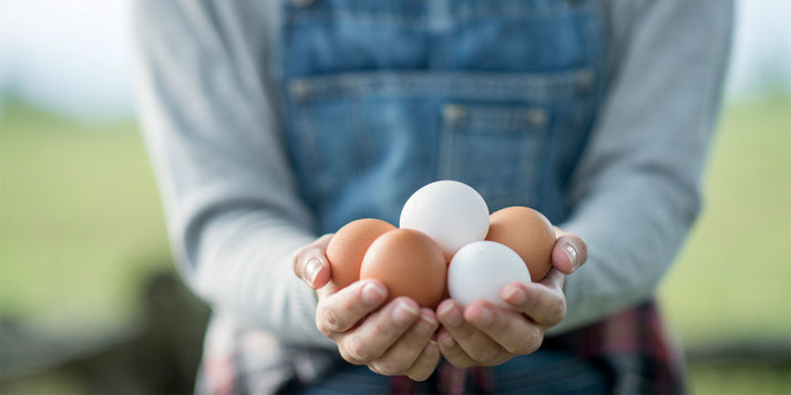 Witte eieren beter dan bruine voor het milieu?
