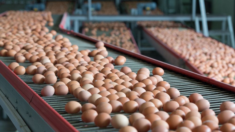 2020: een jaar van slechte marktprijzen voor eieren en braadkippen