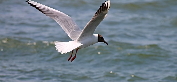 Aantal dode vogels in natuurreservaat in Lokeren loopt op tot over de 400