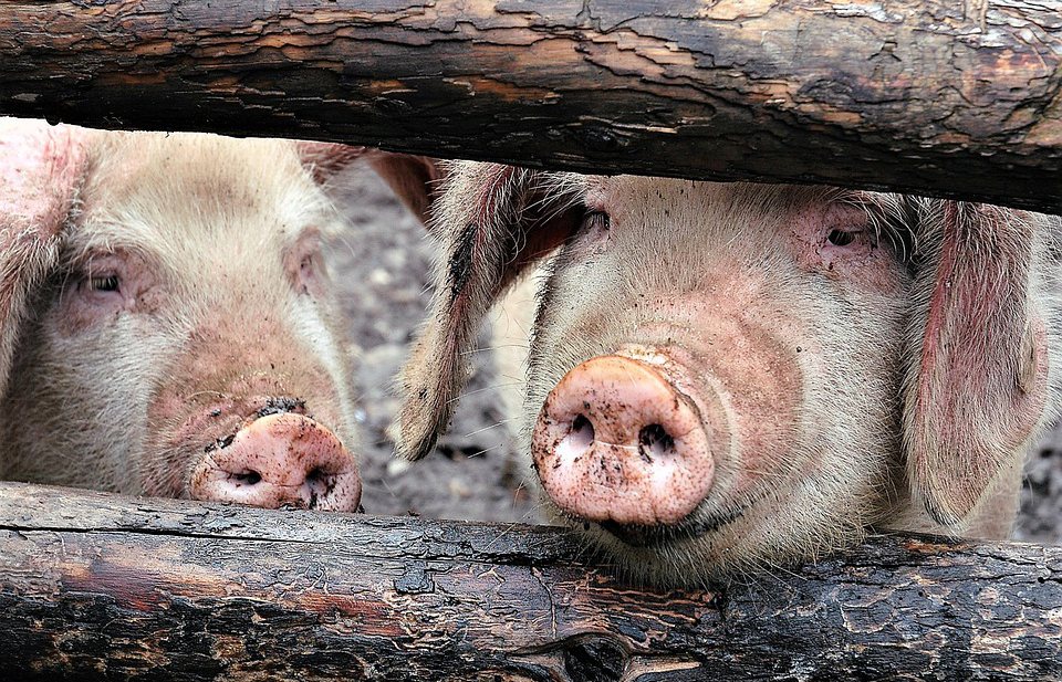 Afrikaanse varkenspest legt Chinese pluimveehouders geen windeieren