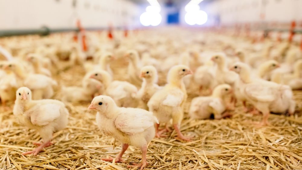Alle supermarkten in Nederland gaan uiterlijk eind 2023 over op de verkoop van kip met minimaal één Beter Leven-ster