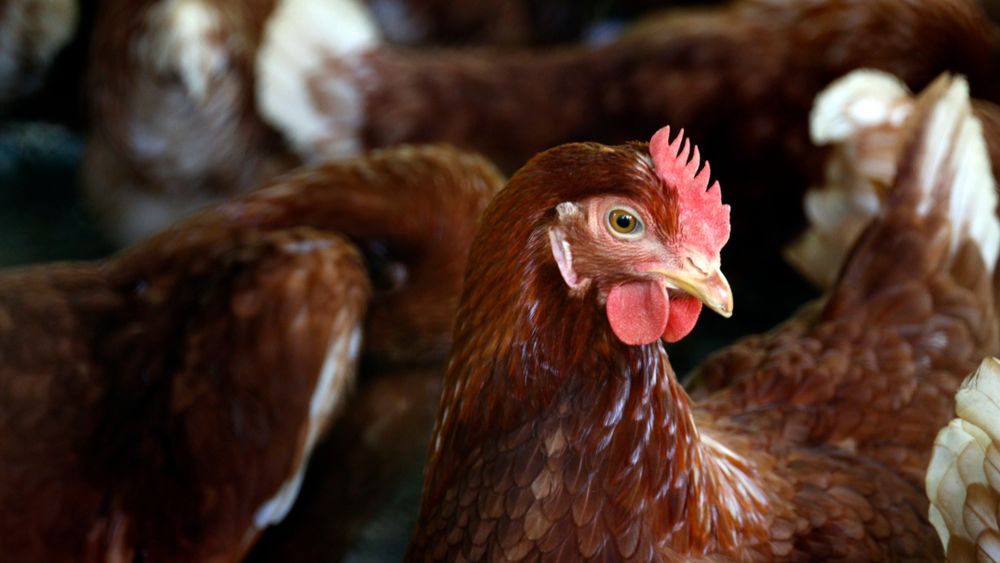 België herwint internationaal zijn ziektevrije status - Afschermplicht voor pluimvee en vogels vervalt vanaf 29 mei