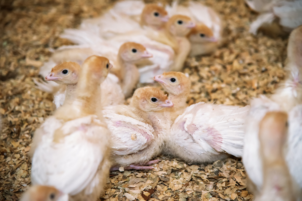Bijkomende uitbraak van het hoog pathogene H5-vogelgriepvirus, ditmaal op een kalkoenbedrijf in Deerlijk