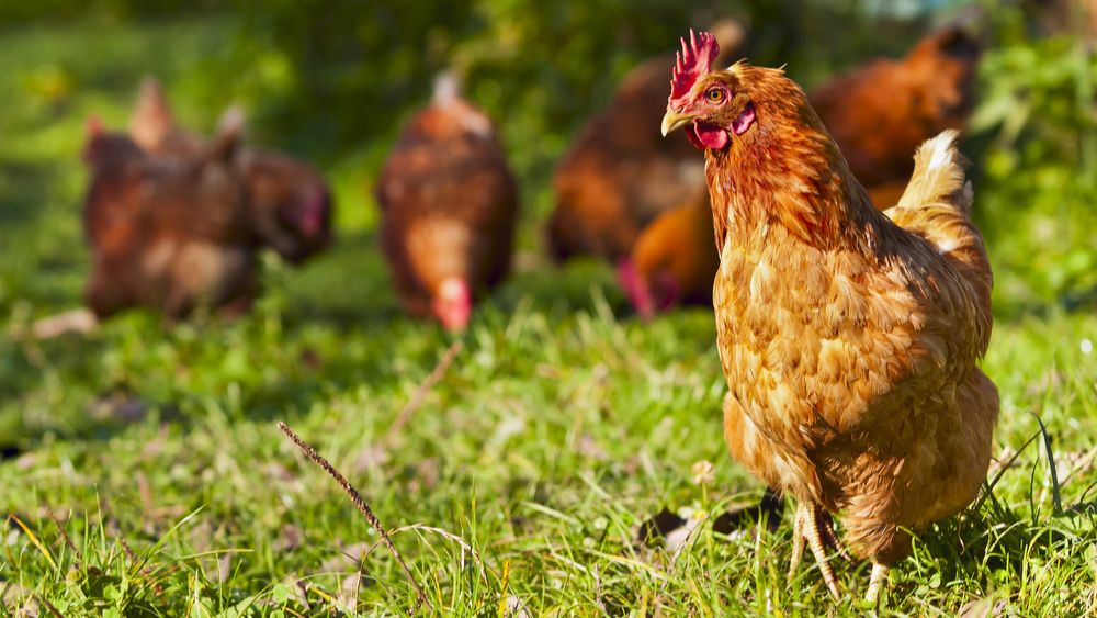 Bioforum vangt bot op vraag voor crisissteun voor biologische veehouderij