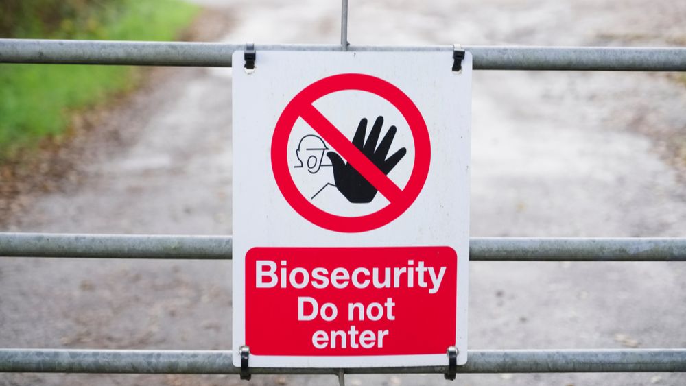 Biologisch leghennenbedrijf  in Biddinghuizen getroffen door vogelgriep