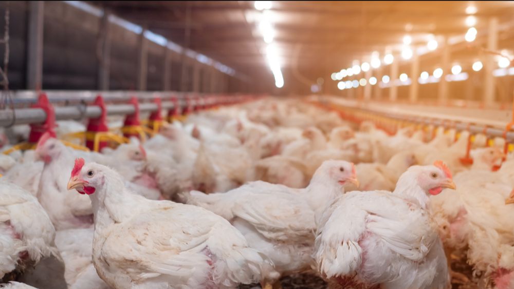 (+) Blijvend tekort aan levend pluimvee duwt Deinzenotering opnieuw hoger
