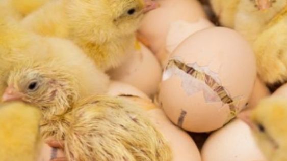 Broeierijen houden adem in tijdens heropening zone Westhoek: 3,5 miljoen eieren ingelegd 