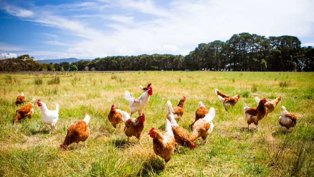 Colruyt steunt met solidariteitjes pluimveehouders tijdens de vogelgriep 