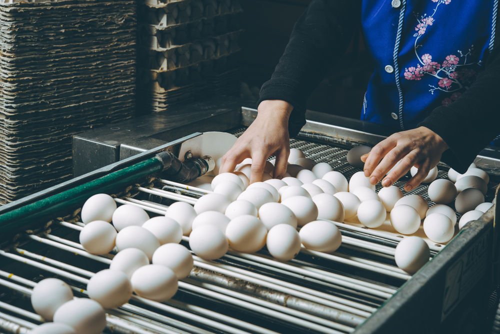 De grootste Oekraïense eierproducent riskeert nog verdere bedrijfssluitingen