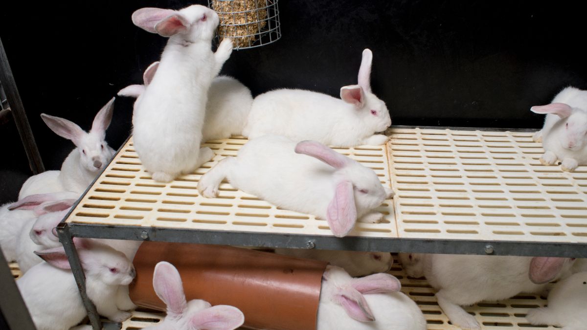 De konijnenhouderij, een sector met toekomst of op sterven na dood?