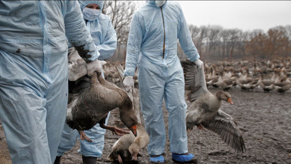 De problemen met vogelgriep swingen wereldwijd de pan uit
