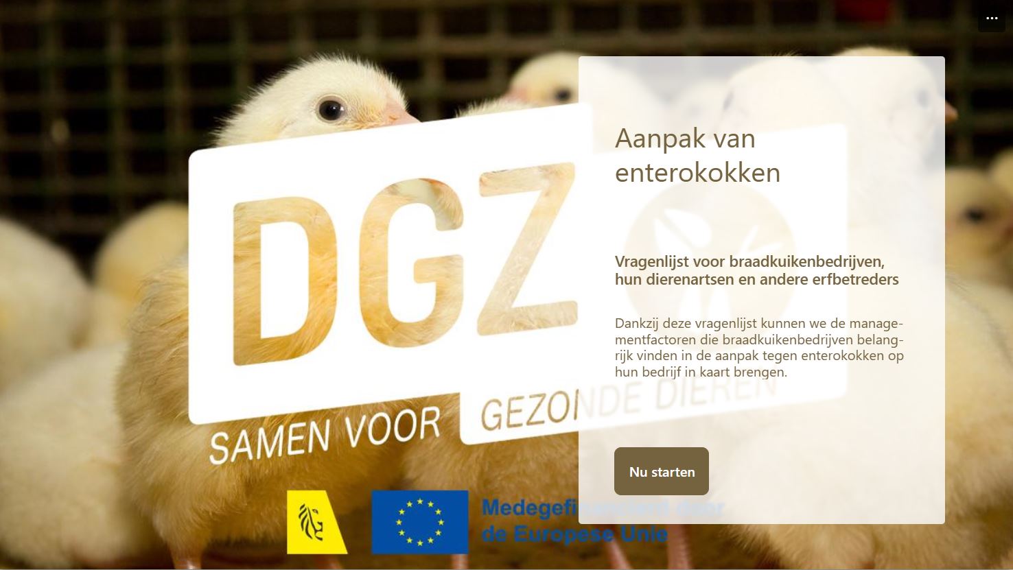 DGZ roept braadkippenhouders op tot deelname aan de enterokokkenenquête