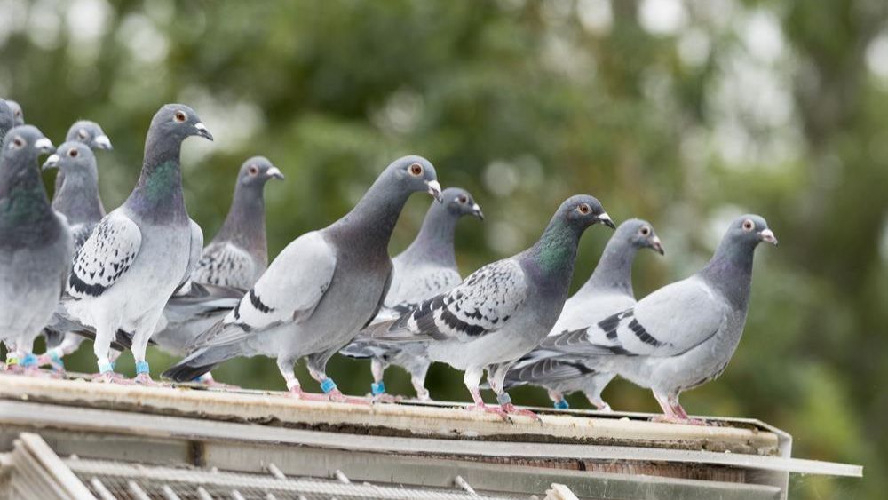 Drie nieuwe H5N1-haarden bij hobbyhouders in drie verschillende provincies - Stand van zaken zones 