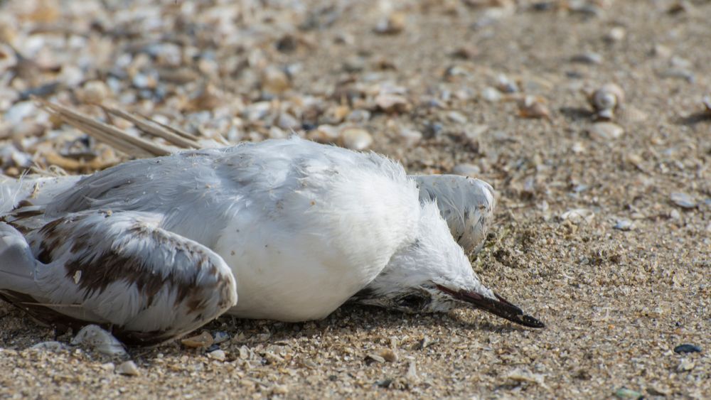 Eerste besmettingen van vogelgriep geregistreerd bij wilde vogels in België	