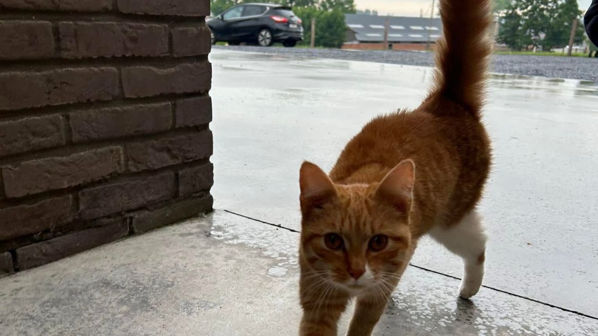 Eerste geregistreerd geval van vogelgriep bij katten in België 	 