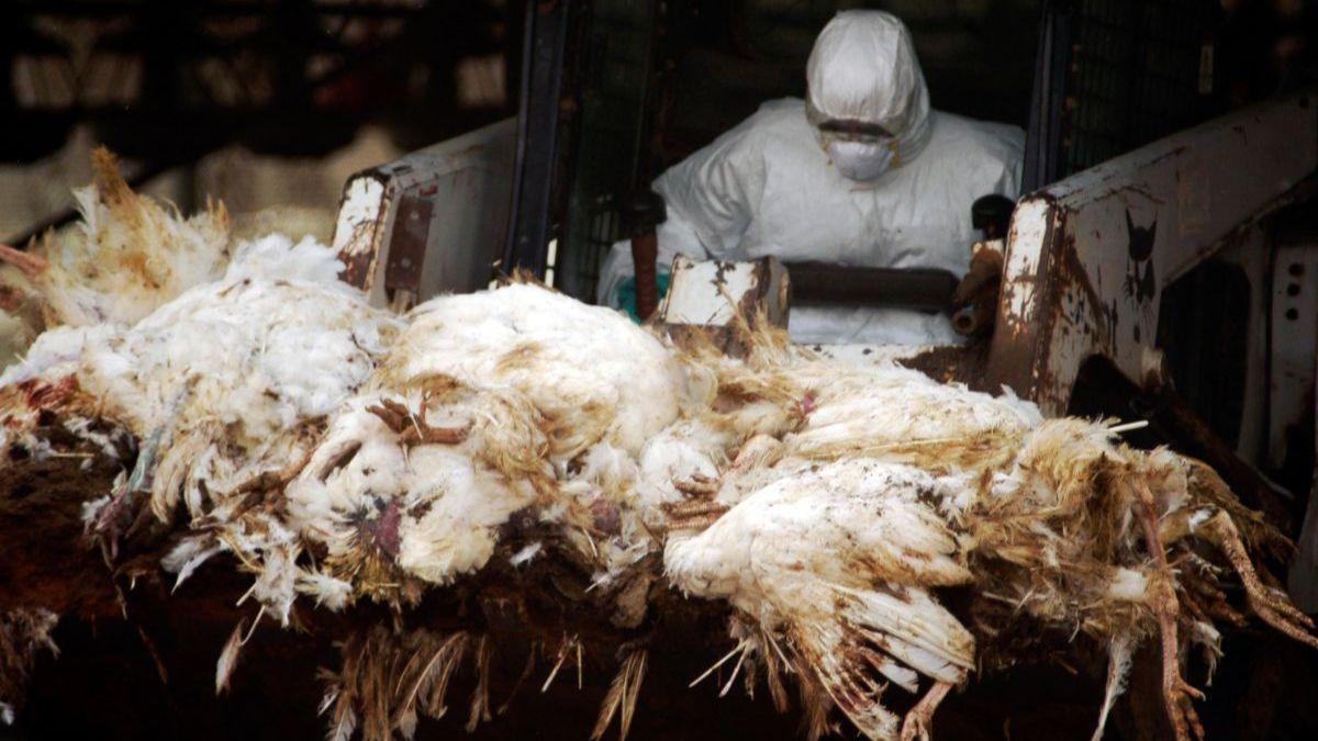 Eerste geval van hoogpathogene vogelgriep op professioneel Belgisch pluimveebedrijf