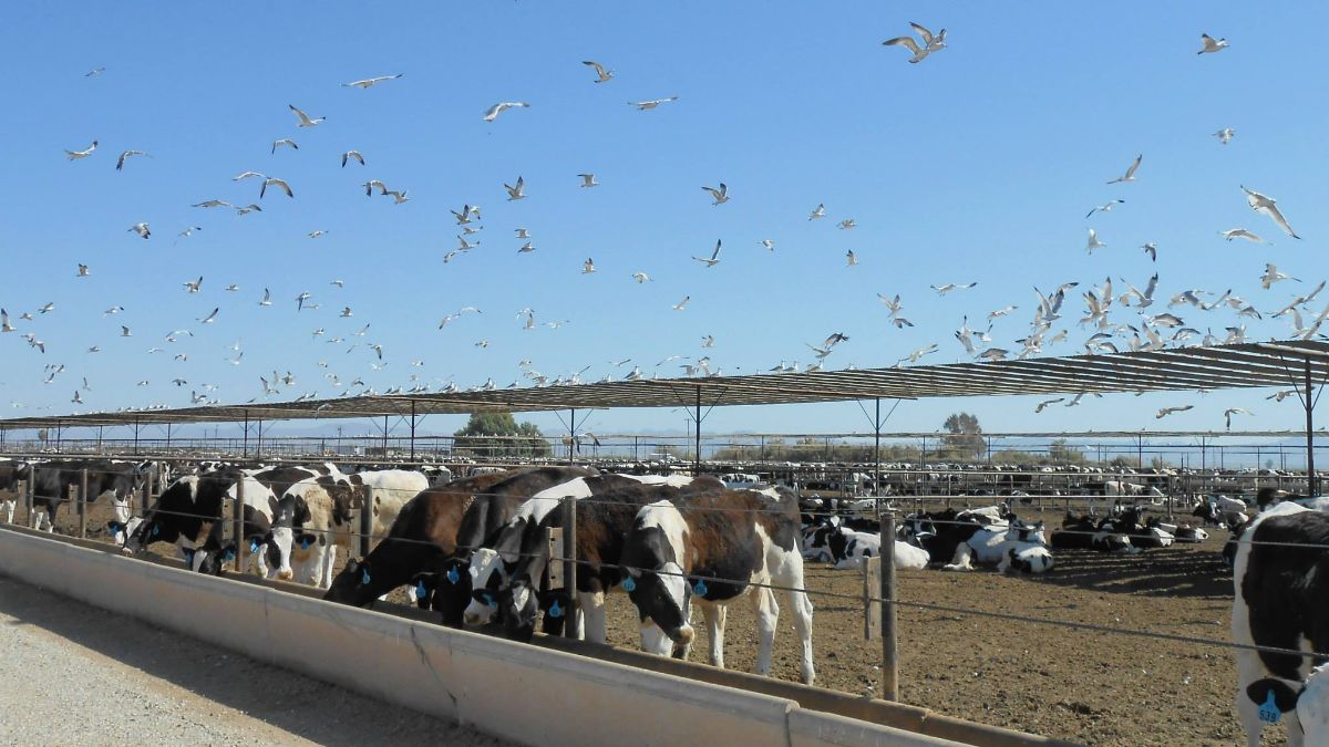 EFSA ongerust over mogelijke introductie Amerikaanse vogelgriep