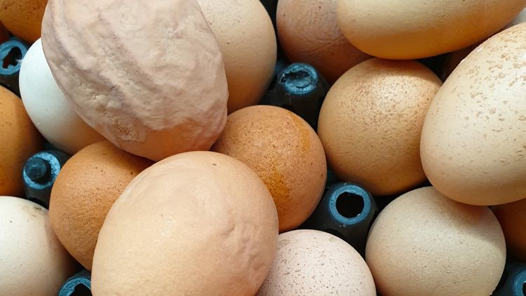 Egg Drop Syndrome (EDS) vastgesteld in Zuid-Nederland