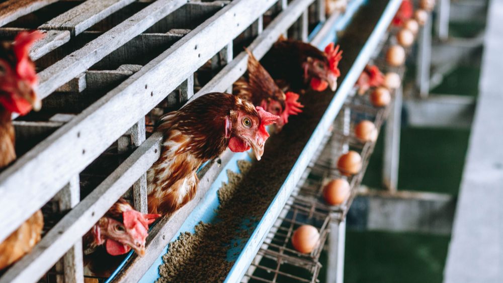 Eierprijzen in de VS kennen recordhoogtes door talrijke vogelgriepuitbraken