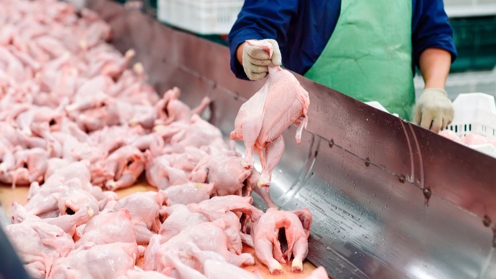 EU export dip van pluimveevlees en eieren naar het VK is hersteld van de Brexit 