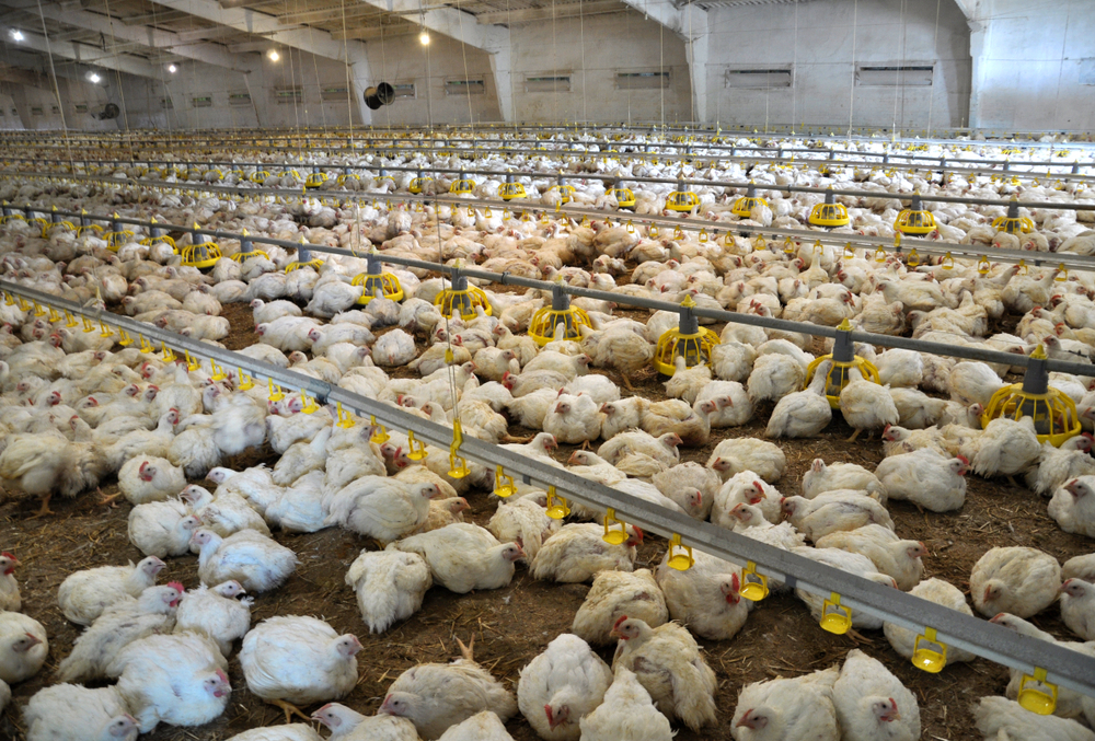 EU pluimveevleesproductie nam in 2019 toe met 1,3%, voornamelijk ten gevolge van de Poolse uitbreiding