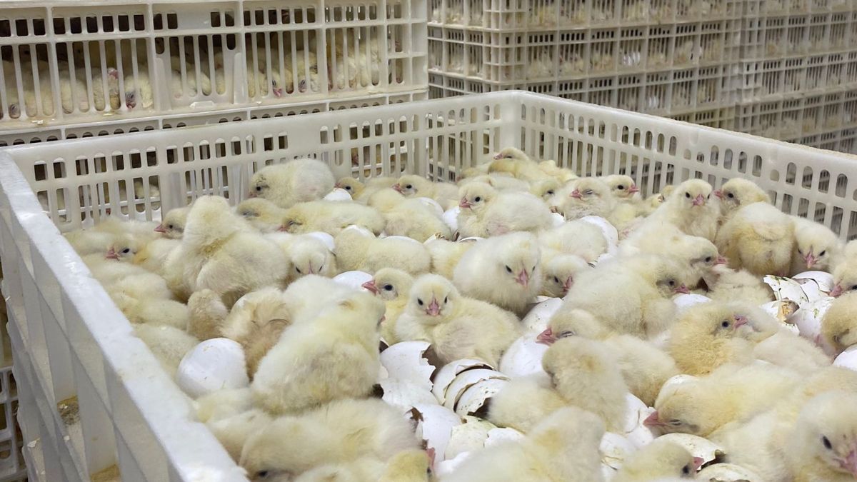 (+) Europa werkt aan verbod op doden eendagshaantjes - Sector kritisch: “Bepaalde firma’s duwen dit onder het mom van dierenwelzijn door uit economisch gewin”