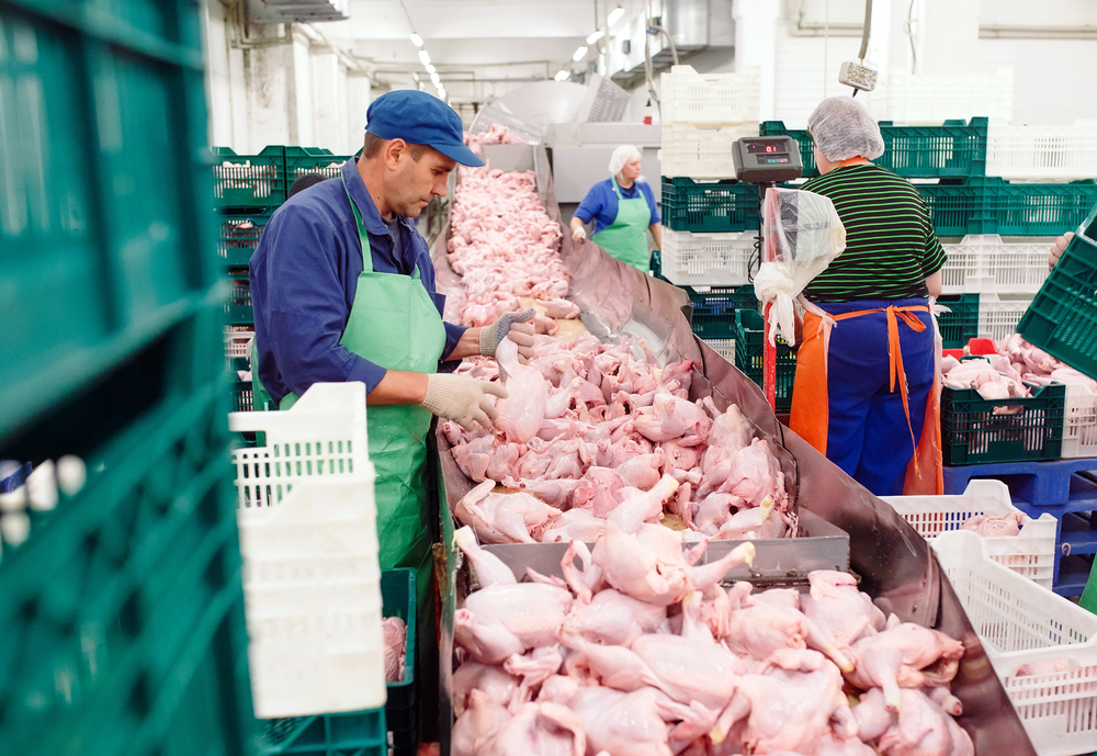 Europese Commissie plant salmonelladoorlichting Pools pluimveevlees