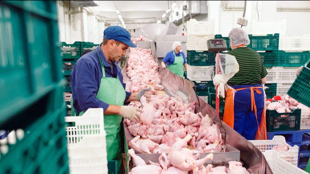 (+) Europese Unie schort invoer van Braziliaanse pluimveeproducten op