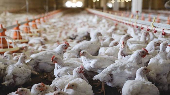 (+) Feestdagen hebben hun weerslag op markt van het levend pluimvee