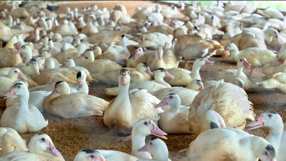 Frankrijk denkt na om in de toekomst te vaccineren tegen vogelgriep