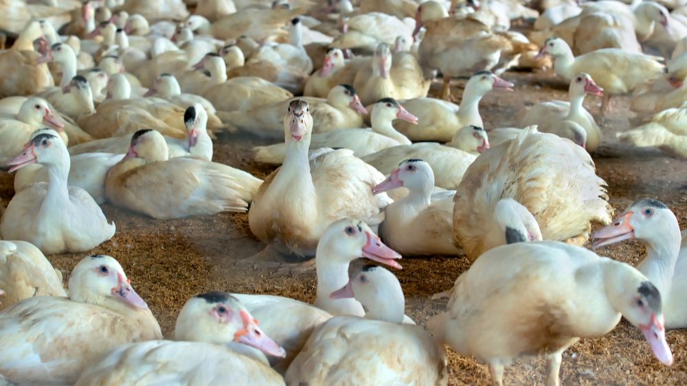 Frankrijk start vaccinatie tegen vogelgriep
