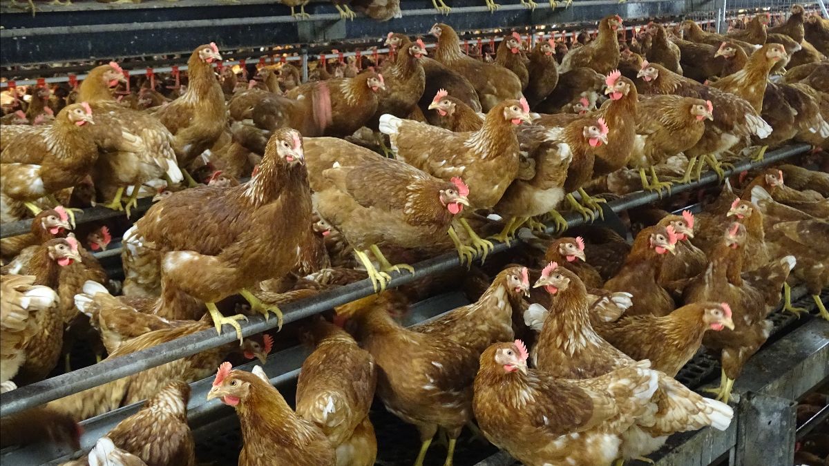 Franse eierproducenten willen zelfvoorzieningsgraad op peil houden	