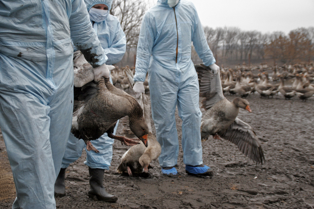 H5N8-vogelgriep nadert Belgische grens