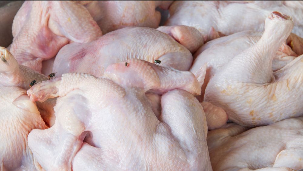 Het Europese Hof van Justitie bevestigt importverbod voor twee Braziliaanse pluimveeproducenten 