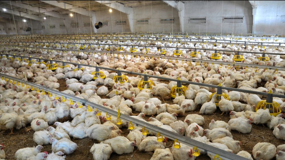 Het Oekraïense Agromars stopt met pluimveeproductie