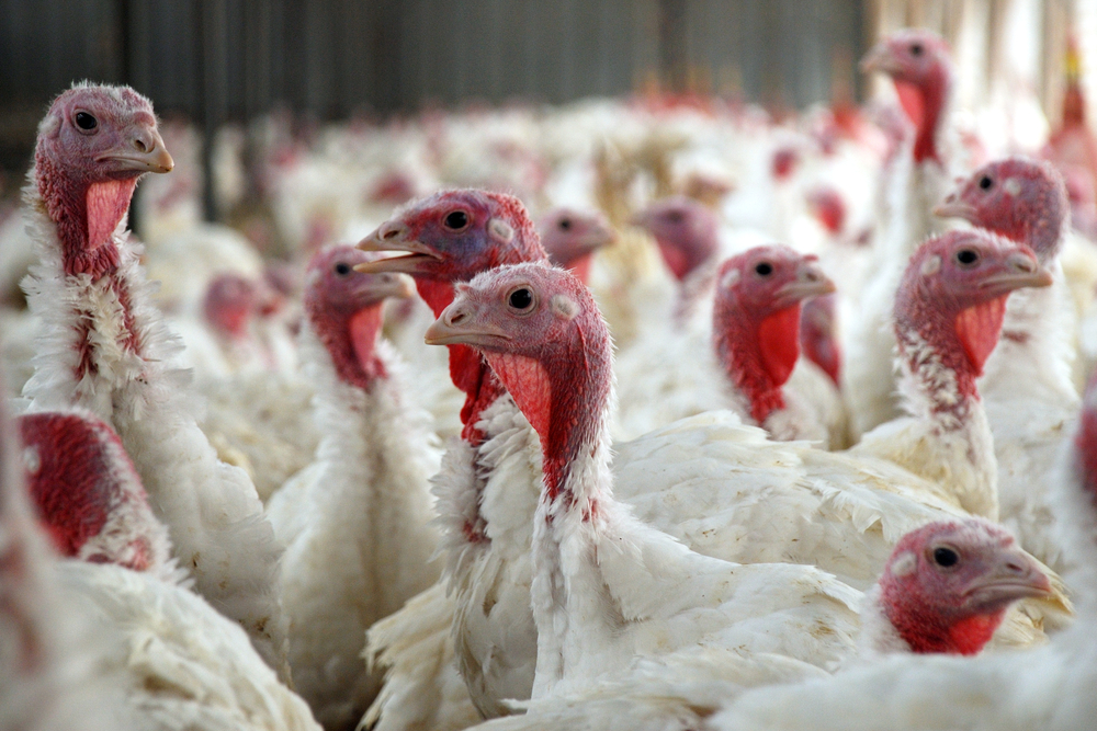 Hoogpathogene H7N3- vogelgriep op commercieel kalkoenbedrijf in de VS