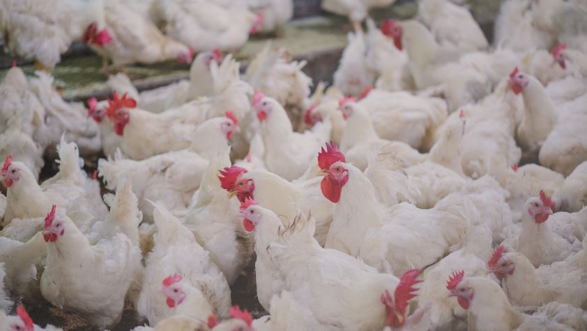 Hoogpathogene vogelgriep vastgesteld bij vleeskuikenouderdierenbedrijf in Altforst (NL)