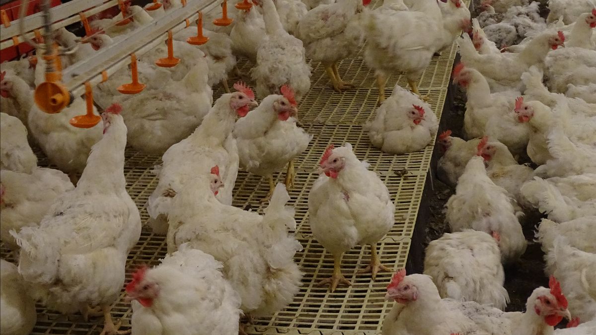 In de VS: verzoek aan FDA om vleeskuikeneieren te mogen consumeren omwille van de historisch hoge eierprijzen