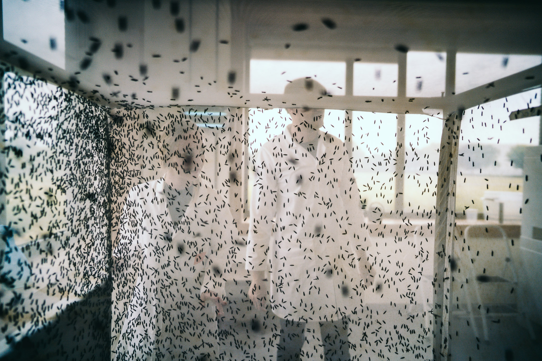 Insectenteelt