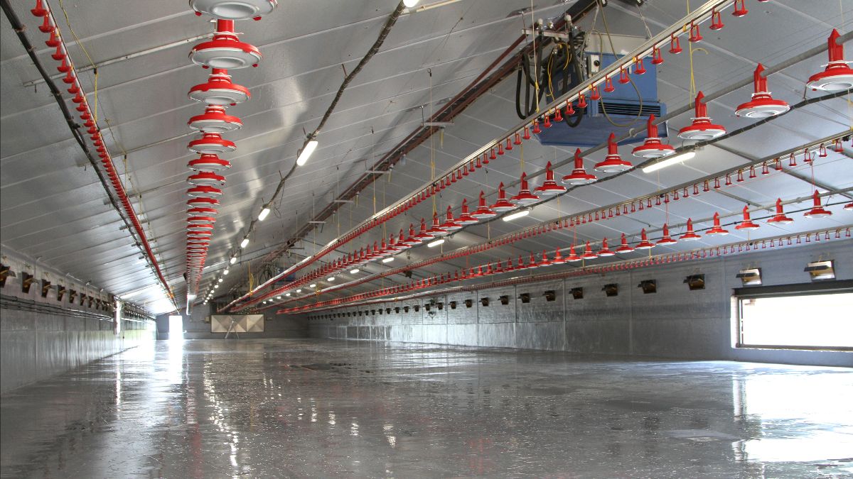 Investeringsklimaat Vlaamse pluimveesector kent ‘winter’dip