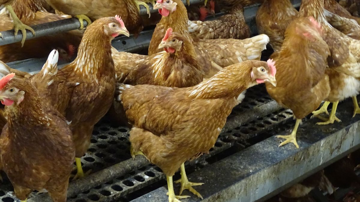 Kippenverenverwerker Empro veroordeeld voor geurhinder