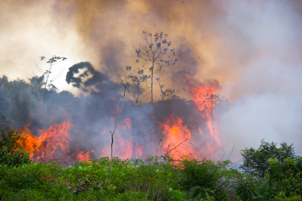 Leggen bosbranden Amazonewoud Mercosurdeal in de as?