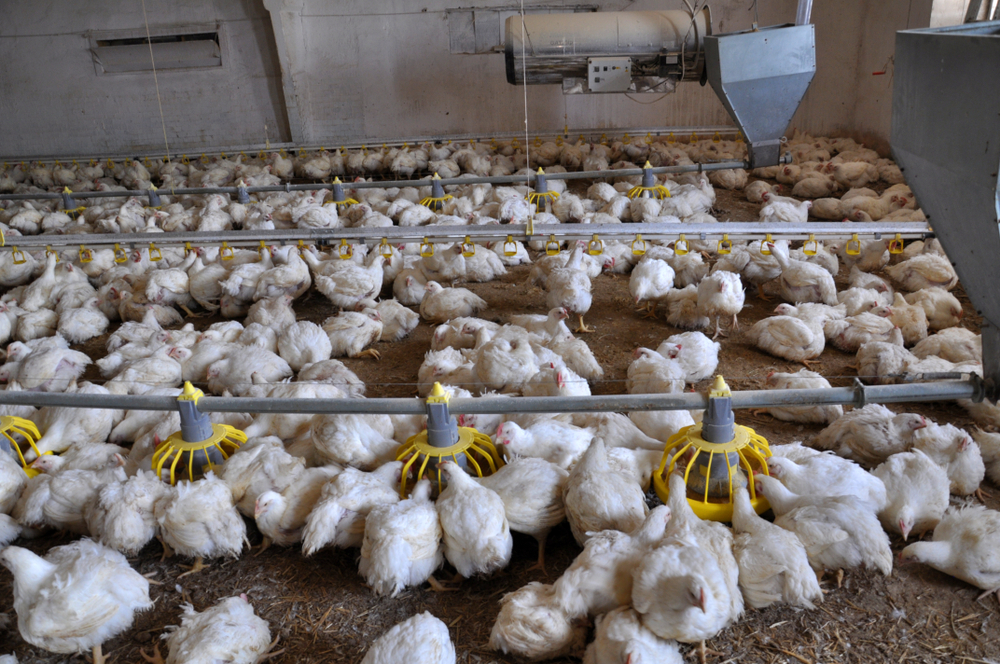Leievoeders neemt pluimveevoederactiviteit Klaasen & Co over
