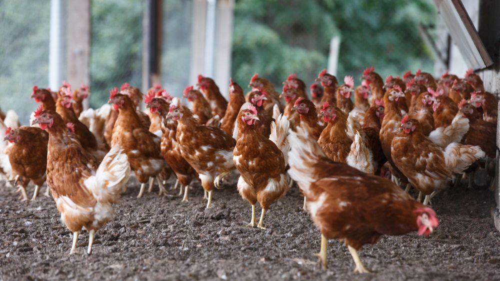 Na derde vogelgriepuitbraak stelt Nederland nu toch een ophok-en afschermplicht in