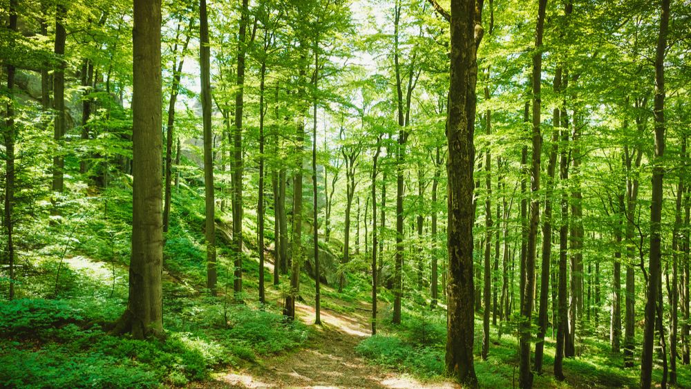 Na Vlaanderen heeft nu ook Wallonië een stikstofarrest