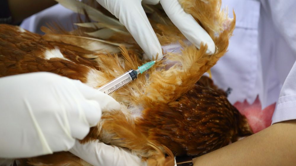 Nederland overweegt vaccinproef tegen vogelgriep