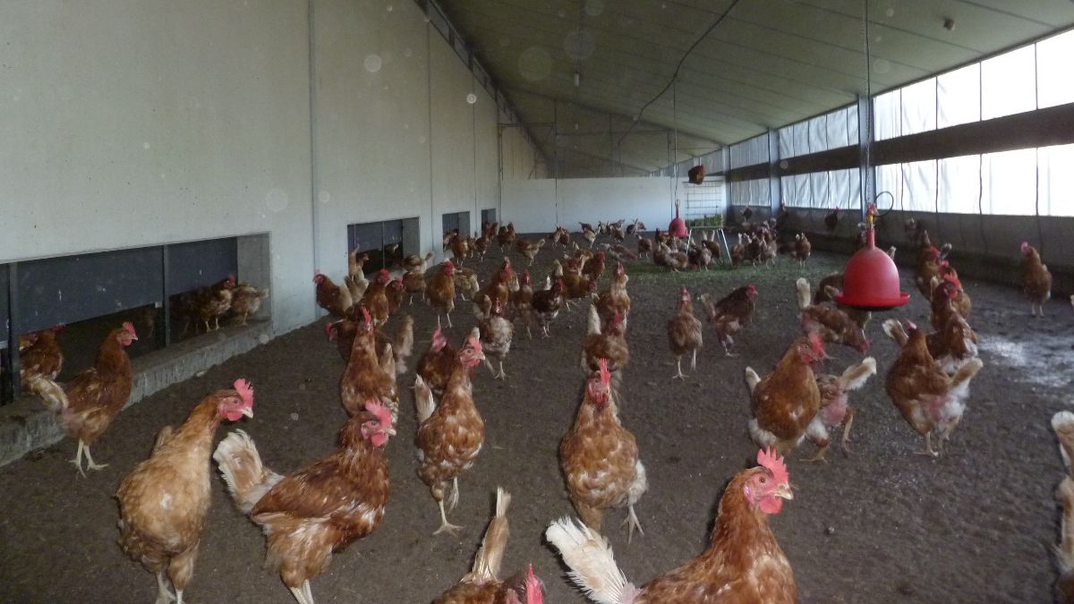 Nederland stelt ophokplicht in voor commercieel gehouden pluimvee  